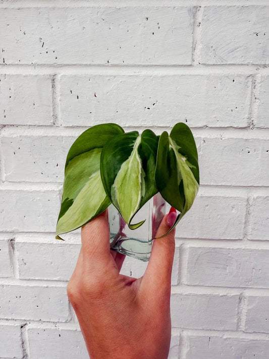 Philodendron Cuttings – Cream Splash Variegated Houseplant – Tropical Indoor Plant – Philodendron 'Cream Splash'