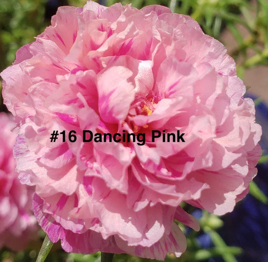 Moss Rose Cuttings 10 Unrooted Dancing Pink Portulaca Grandiflora Succulent Flowering Plant