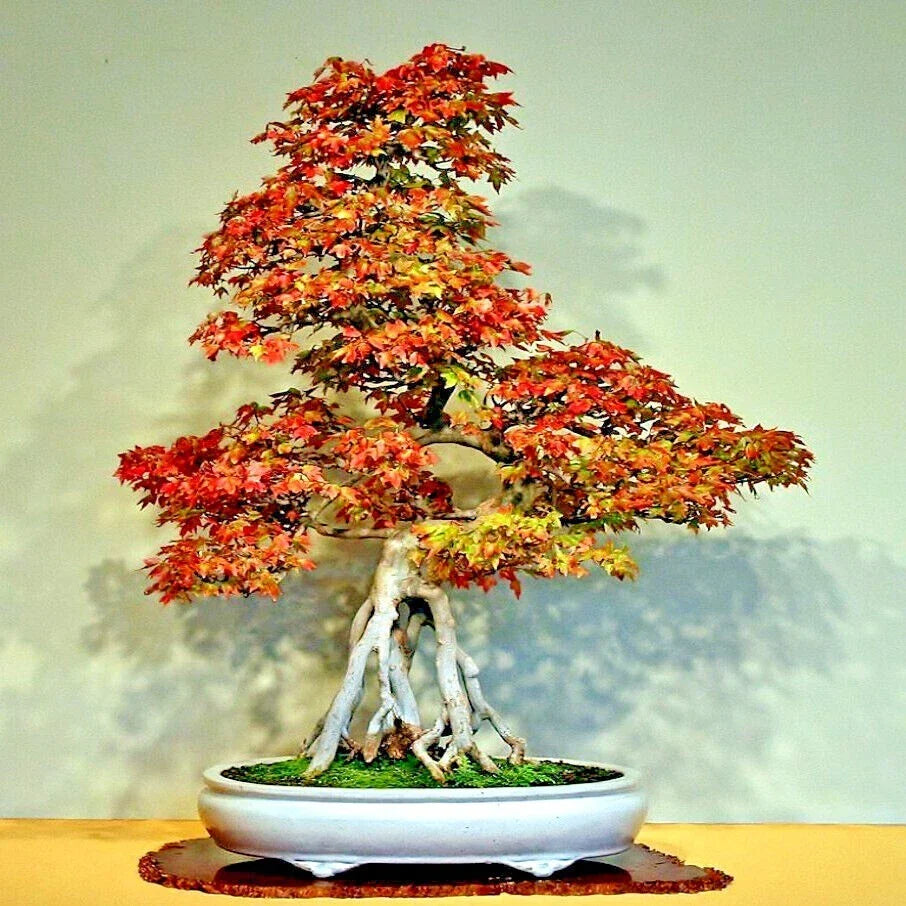 Trident Maple Tree Seeds - 20 Pack - Acer buergerianum - Fall Colors, Bonsai Gardening, Hardy Deciduous Tree Seeds
