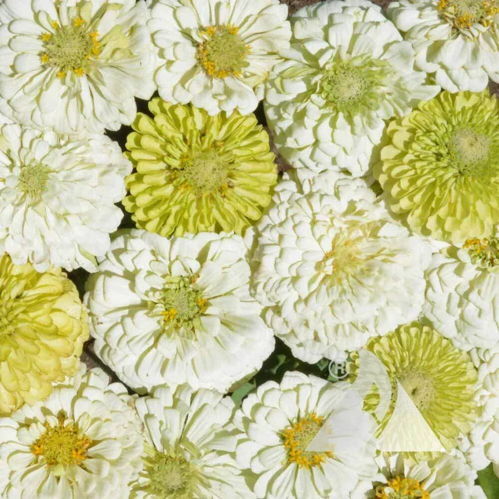 Zinnia Cut Flower Seeds Mix Key Lime Pie Variety Non-GMO Attracts Pollinators Butterflies 200 Seeds