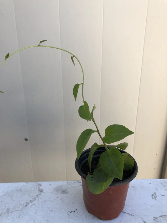 Live Plant - Anredera Cordifolia Heartleaf Maderavine Roots - Tropical Climbing Vine for Indoor & Garden Use