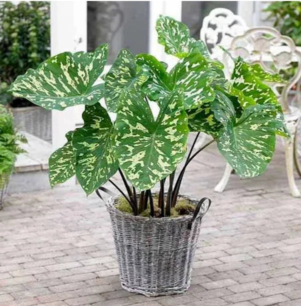 Elephant Ear Plant Starter - Small Rooted Alocasia Hilo Beauty - Exotic Foliage for Indoor & Outdoor Gardens