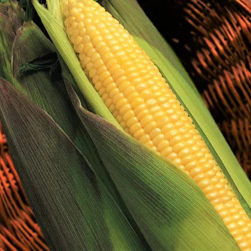 Kandy Korn Sweet Corn Seeds - 50+ Heirloom Zea mays with Red Purple Husk for Garden Planting 2025