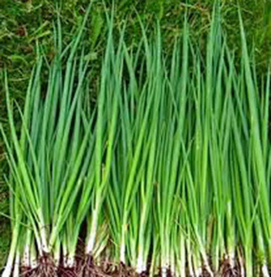 Heirloom Tokyo Long White Onion Seeds – Non-GMO Allium fistulosum for Salads, Culinary, Garden, 500+ Seeds
