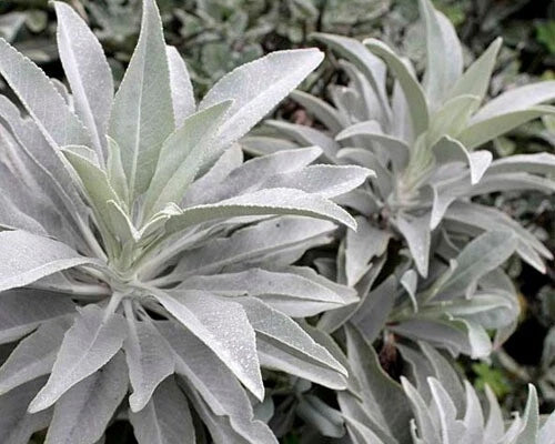 Organic White Sage Seeds - 20 Premium Seeds, Aromatic Perennial Herb, Salvia Apiana, Medicinal Plant for Home Gardens