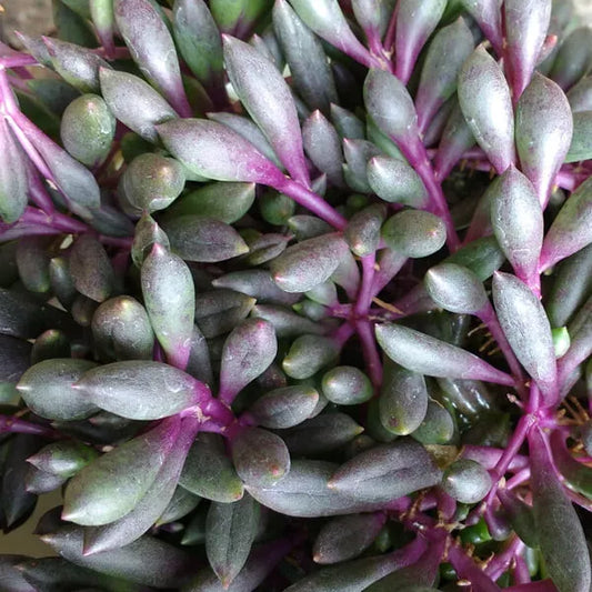 Othonna Capensis Ruby Necklace Hanging Succulent 4" Plant, Trailing, Rare, Indoor Outdoor Decor, Low Maintenance