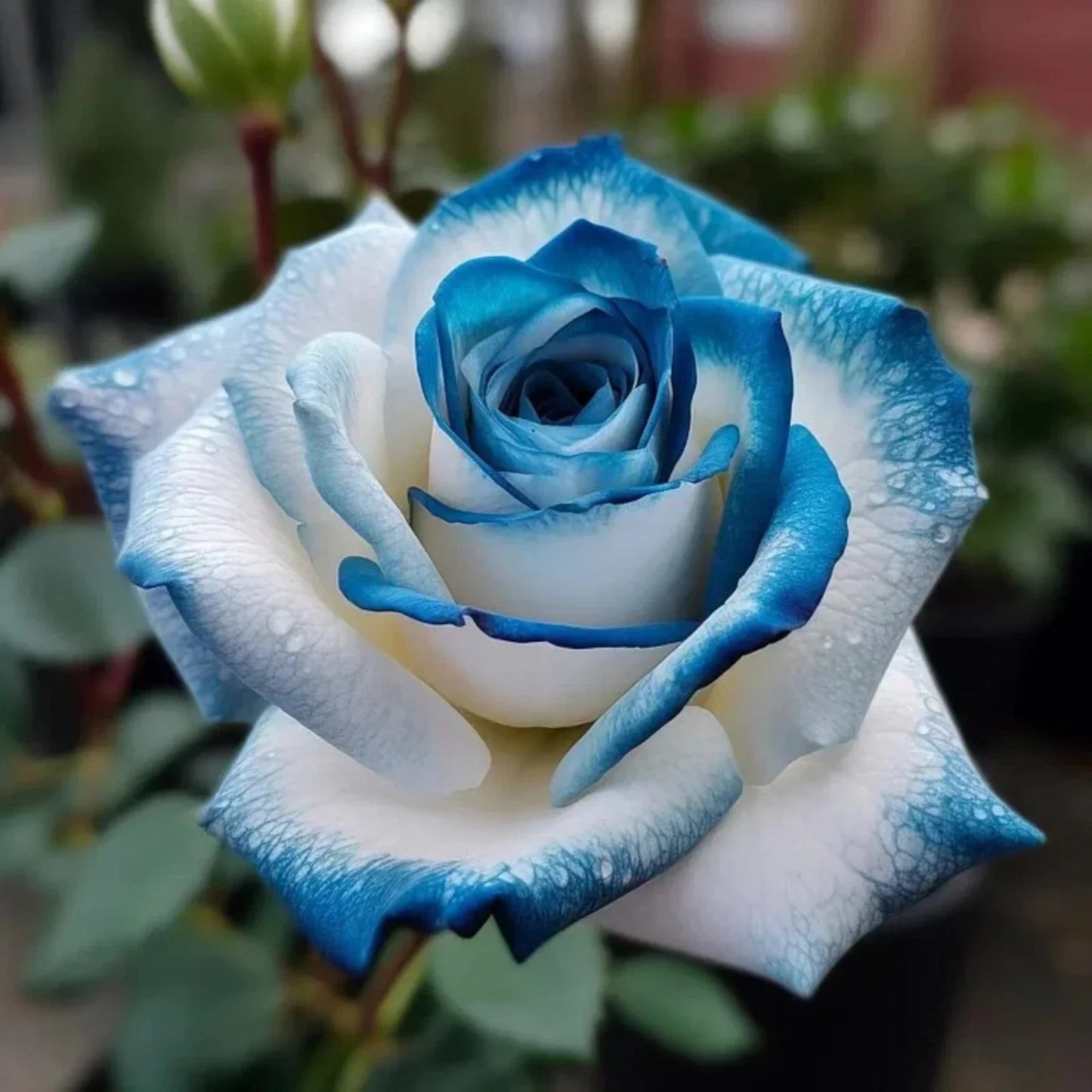 20pcs Sapphire Gem Twin Rose Seeds - Rosa 'Sapphire Gem' Dual-Tone Blue Lavender Flowers for Garden, Borders & Containers