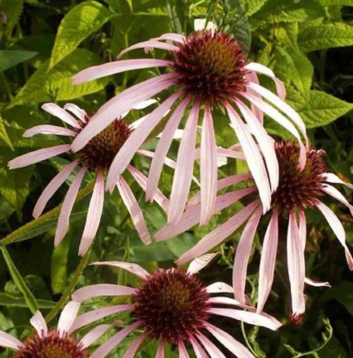 Echinacea Purpurea Seeds - Pale Purple Perennial Flower Pack of 200 Non-GMO Pollinator Attracting Seeds