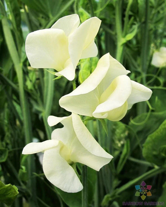 Mrs. Collier Sweet Pea Seeds - 50+ Pack, Fragrant Pink & White, Climbing Vine, Lathyrus odoratus, Garden Planting, USA