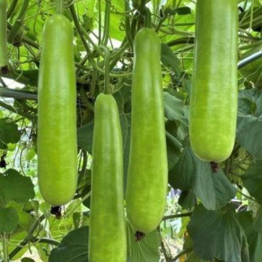 Long Bottle Gourd Seeds 35pcs Non-GMO Lagenaria siceraria Vegetable Gardening Seeds for Home Cultivation
