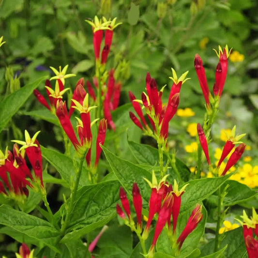 Indian Pink Live Plant - Spigelia marilandica - Perennial Bare Root for Outdoor Garden with Pink Tubular Flowers