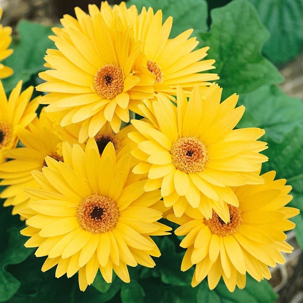 Yellow Gerbera Daisy Seeds – 200+ Pack for Garden Planting – Gerbera jamesonii – Bright Yellow Blooms, Easy to Grow, Non-GMO, USA Grown