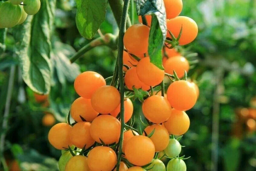 Gold Nugget Cherry Tomato Seeds - 10+ Organic Heirloom Seeds - Super Sweet - Solanum lycopersicum - Non-GMO Gardening