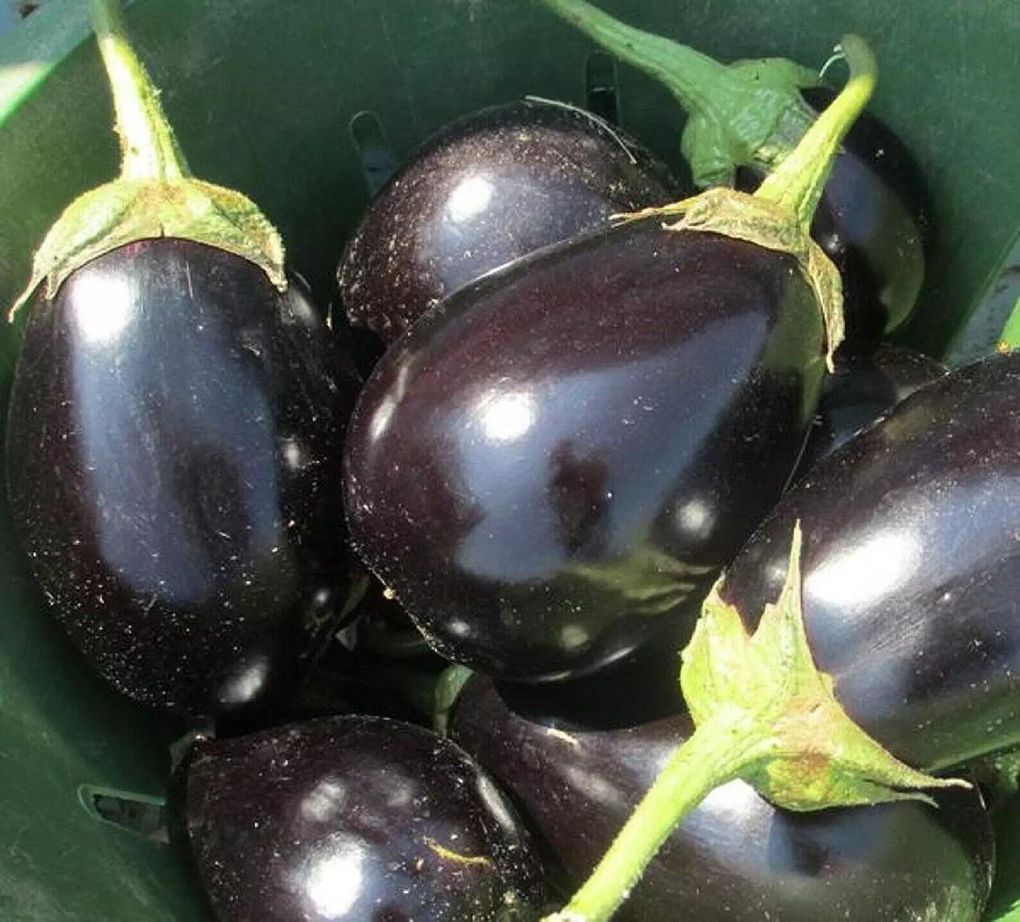 Black Beauty Eggplant Seeds, Heirloom Non-GMO, Solanum melongena, Vegetable Garden Seeds, 300 Pack