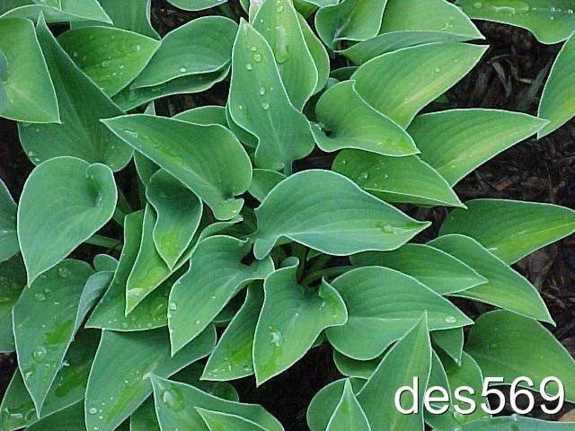 Dwarf Hosta Plants 10 Pack - Blue Cadet - Award-Winning Shade Garden Perennials - Hosta 'Blue Cadet' Live Plants for Landscape