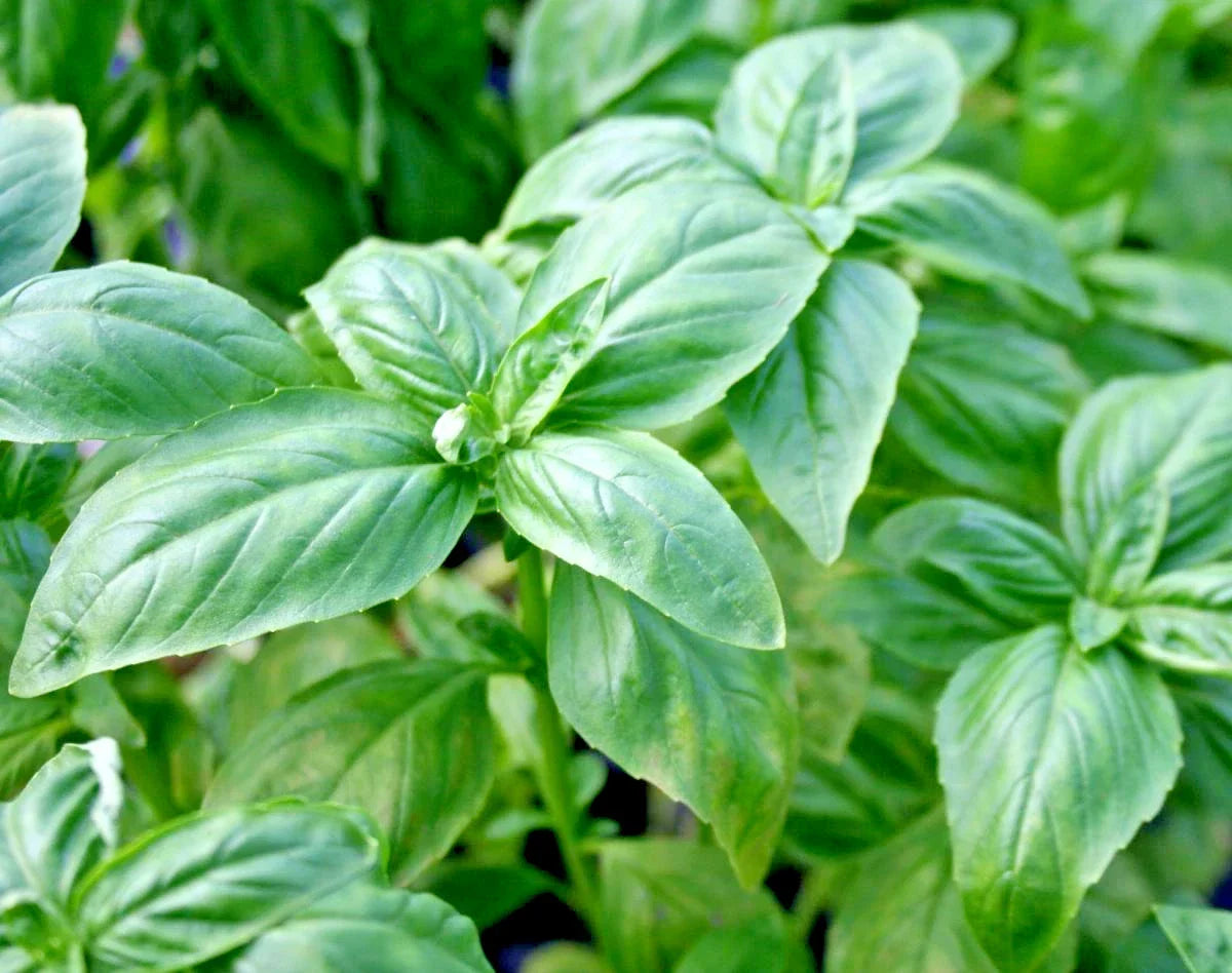 Genovese Basil Seeds Organic Herb for Pesto - Ocimum basilicum, 401+ Seeds for Patio & Container Gardens