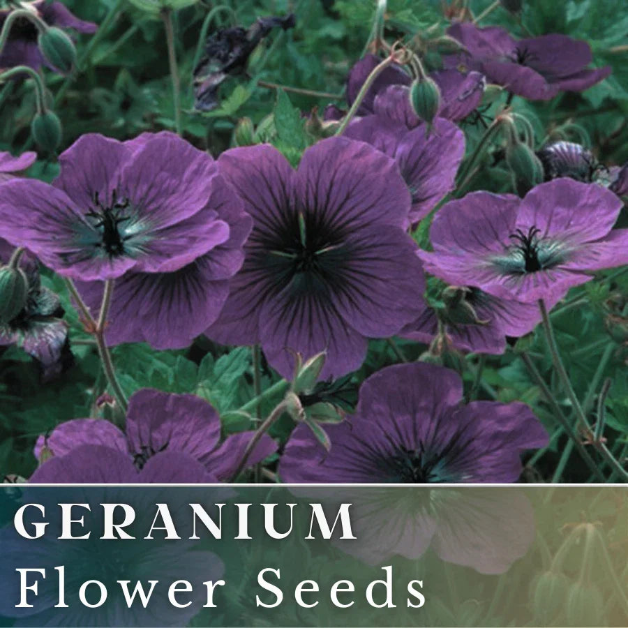 Geranium Seeds - 100+ Dragonheart Pelargonium hortorum Fragrant Flower Seeds for Garden, Container & Balcony Planting