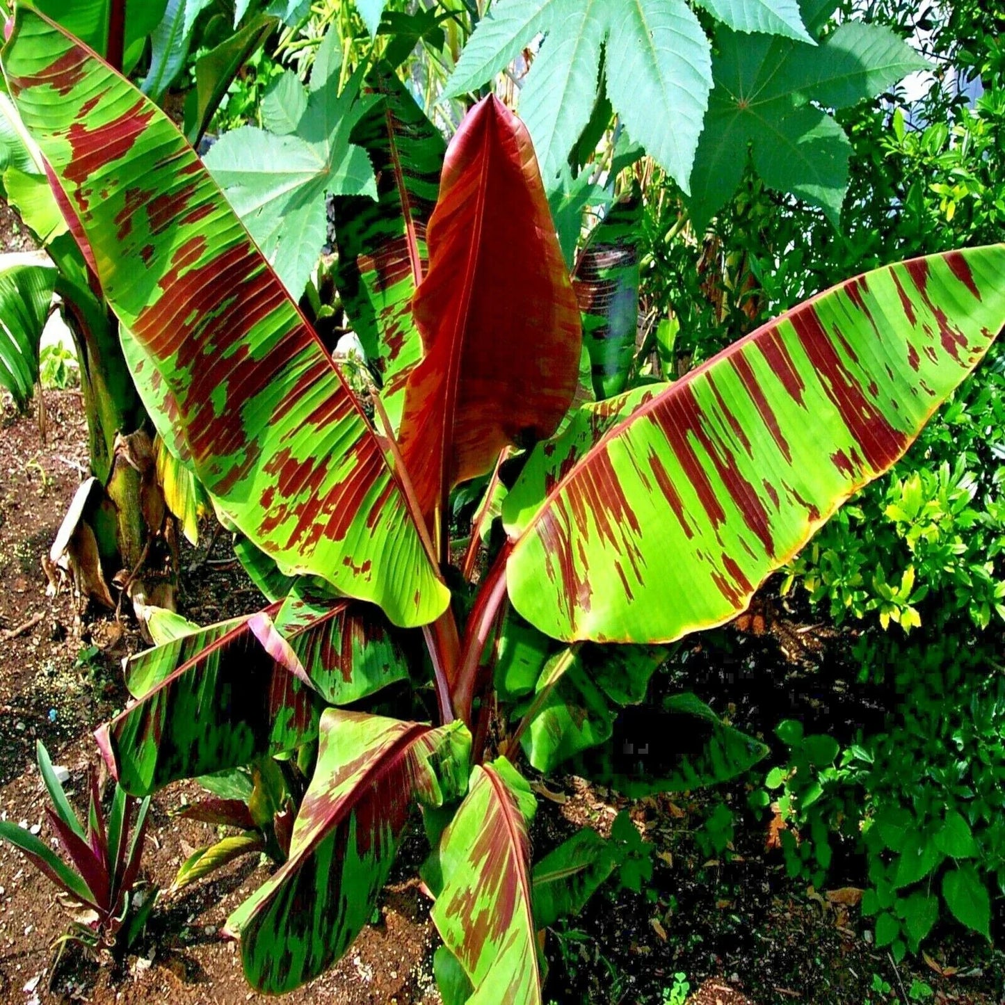 Red Tiger Darjeeling Banana Seeds – Musa sikkimensis, Hardy for Zone 5, Tropical Plant Seeds, Unique Red-Striped Foliage, 5 Pack