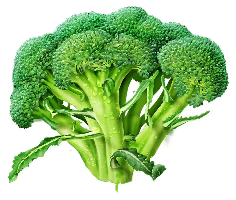 Broccoli Seeds - Marathon Variety - High Germination Brassica oleracea - Non-GMO, Open-Pollinated, Nutritious Home Garden Planting