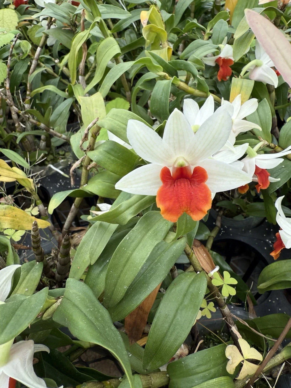 Dendrobium Orchid Bare Root Plant with White and Orange Flowers, Indoor/Outdoor Epiphytic Flowering Plant