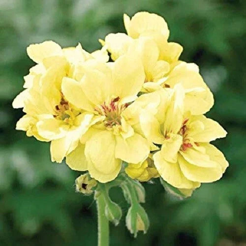 Yellow Geranium Seeds - Perennial Flower Seeds for Borders & Containers - Pelargonium x hortorum - 10 Pack
