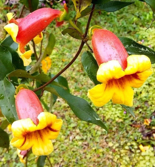 Live Plant - Tangerine Beauty Cross Vine Bignonia Capreolata with Yellow-Orange Flowers, Climbing Garden Plant for Trellises and Fences