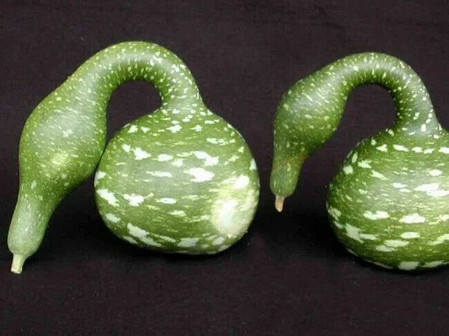 Speckled Swan Gourd Seeds - Unique Decorative Gourds for Crafting & Fall Decor - Cucurbita pepo - Non-GMO Seed Packet