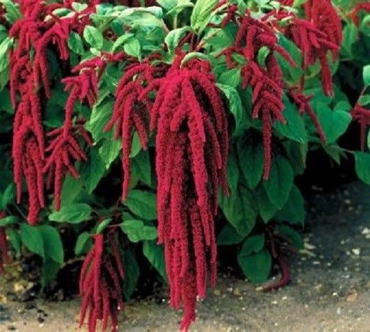 Love Lies Bleeding Flower Seeds - 1000 Seeds - Amaranthus caudatus - Vibrant Red Cascading Blooms for Gardens