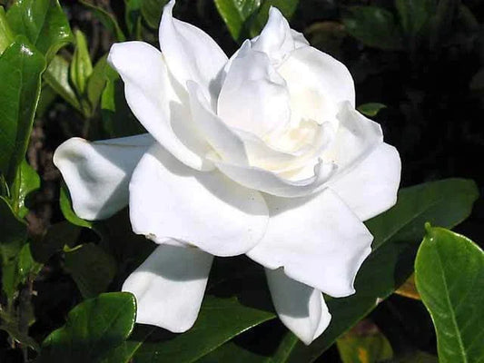 Heirloom Gardenia Bush – 6-Inch White Flowering Cape Jasmine Shrub – Live Rooted Plant Gardenia jasminoides for Fragrant Garden Decor