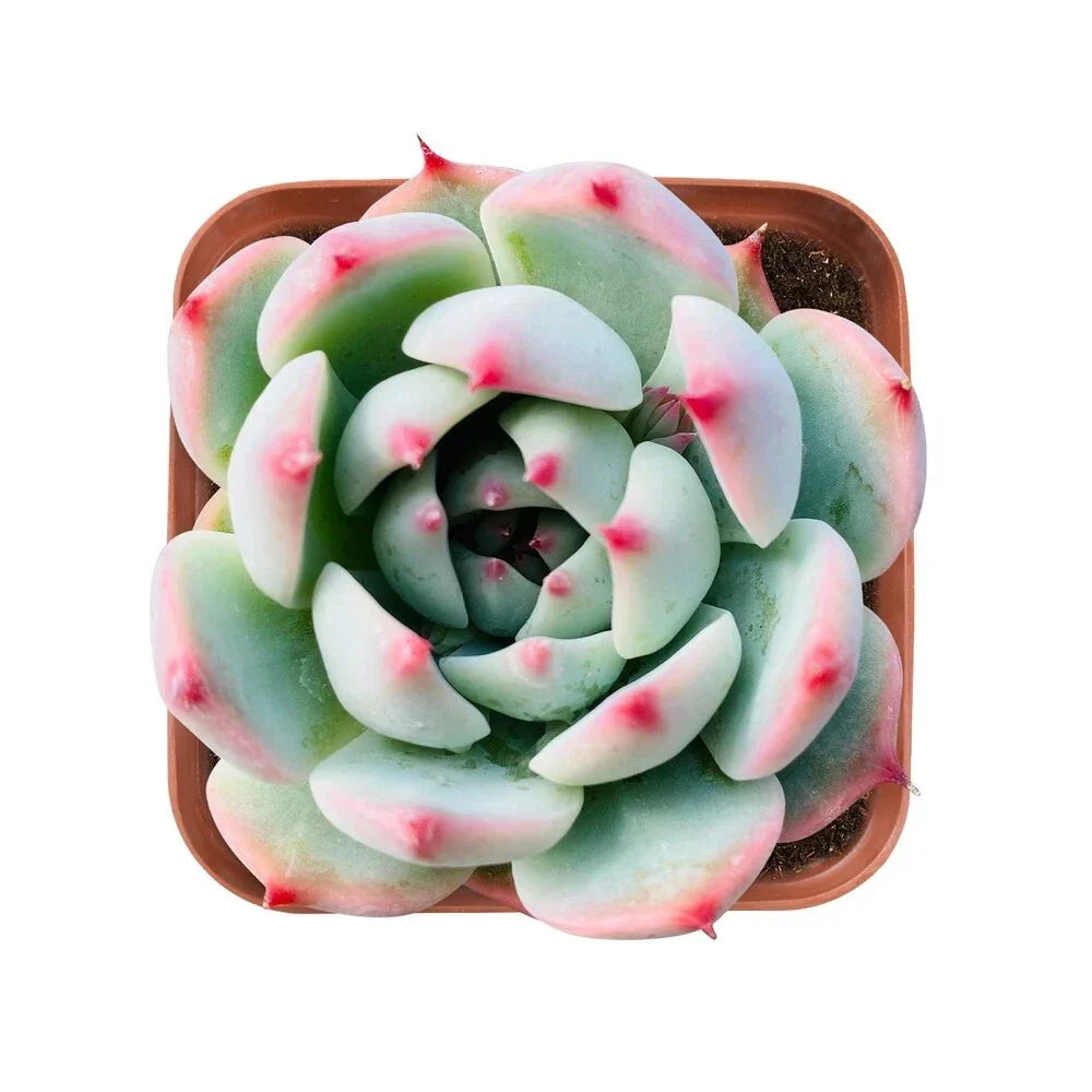 Echeveria 'Chihuahuaensis' Succulent in 2-Inch Pot, Fully Rooted, Rare Echeveria Variety, Indoor or Outdoor Plant