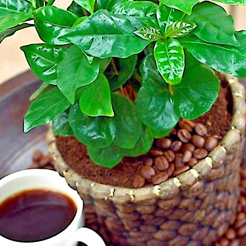 Coffea Arabica Seeds - 10 Tropical Coffee Bean Seeds for Indoor House Plant - Exotic Coffee Plant, Rare Variety