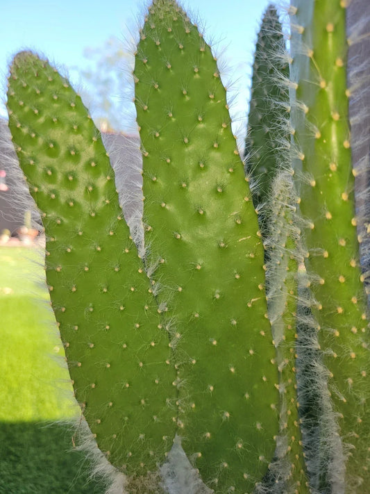 Opuntia Snow White Prickly Pear Cactus Cutting – Rare Single Pad Succulent for Home Decor, Opuntia microdasys