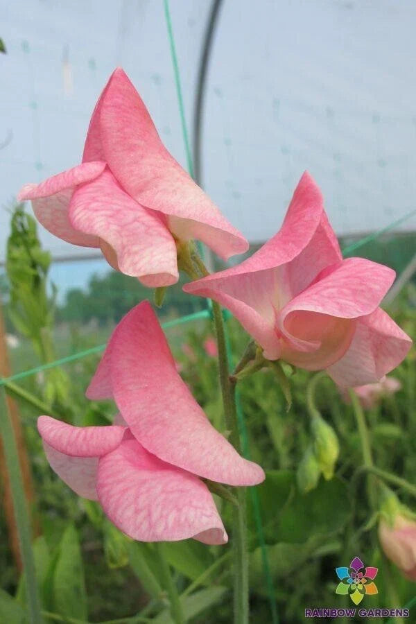 Emily Sweet Pea Seeds Pack of 50+ | Fragrant Pink & White Climbing Flowering Vine | Lathyrus odoratus | USA Grown