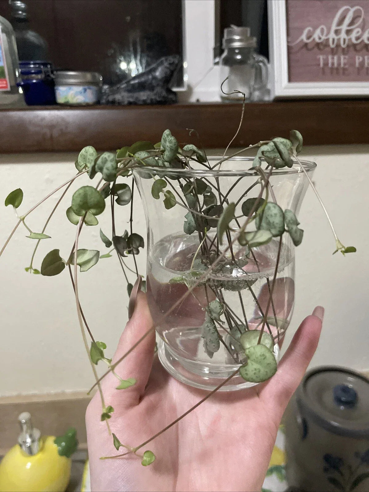 String of Hearts Cuttings 6" Propagated Succulent Ceropegia woodii Ready to Pot Indoor Outdoor Plant