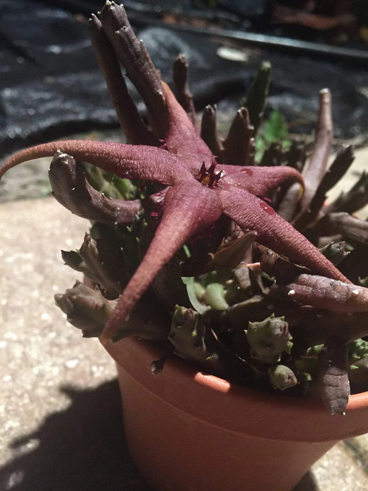 Stapelia Schinzii var. Angolensis Potted Succulent – Star-Shaped Flowers, Easy Care, Well-Rooted, Unique Fragrance