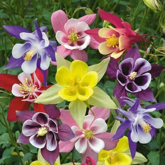 McKana Giant Mix Columbine Seeds | Non-GMO Aquilegia caerulea Flower Seeds | Vibrant Garden Plants | Free Shipping