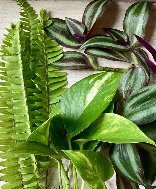 Live Rooted Plant Cuttings 15 Pack – Pothos, Ferns, Wandering Jew Indoor Houseplants for Home & Office