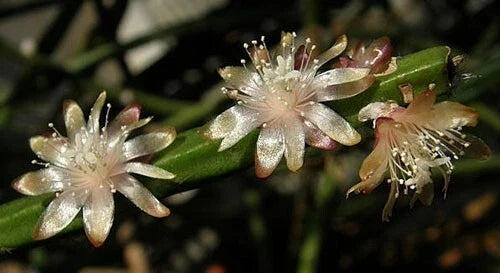 Rhipsalis dissimilis Cuttings - 4 Inch Orchid Cactus with White Flowers - Unique Indoor Plant for Greenery and Decor