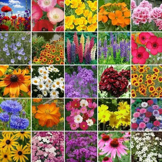 Northeast Wildflower Mix Seeds – 25 Native Perennial Species for Gardens, Meadows & Wildlife Habitat - Non-GMO, Eco-Friendly, 500 Seeds