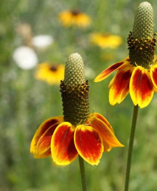 Mexican Hat Flower Seeds 1000 Count - Native Drought Tolerant Deer Resistant Ratibida columnifera