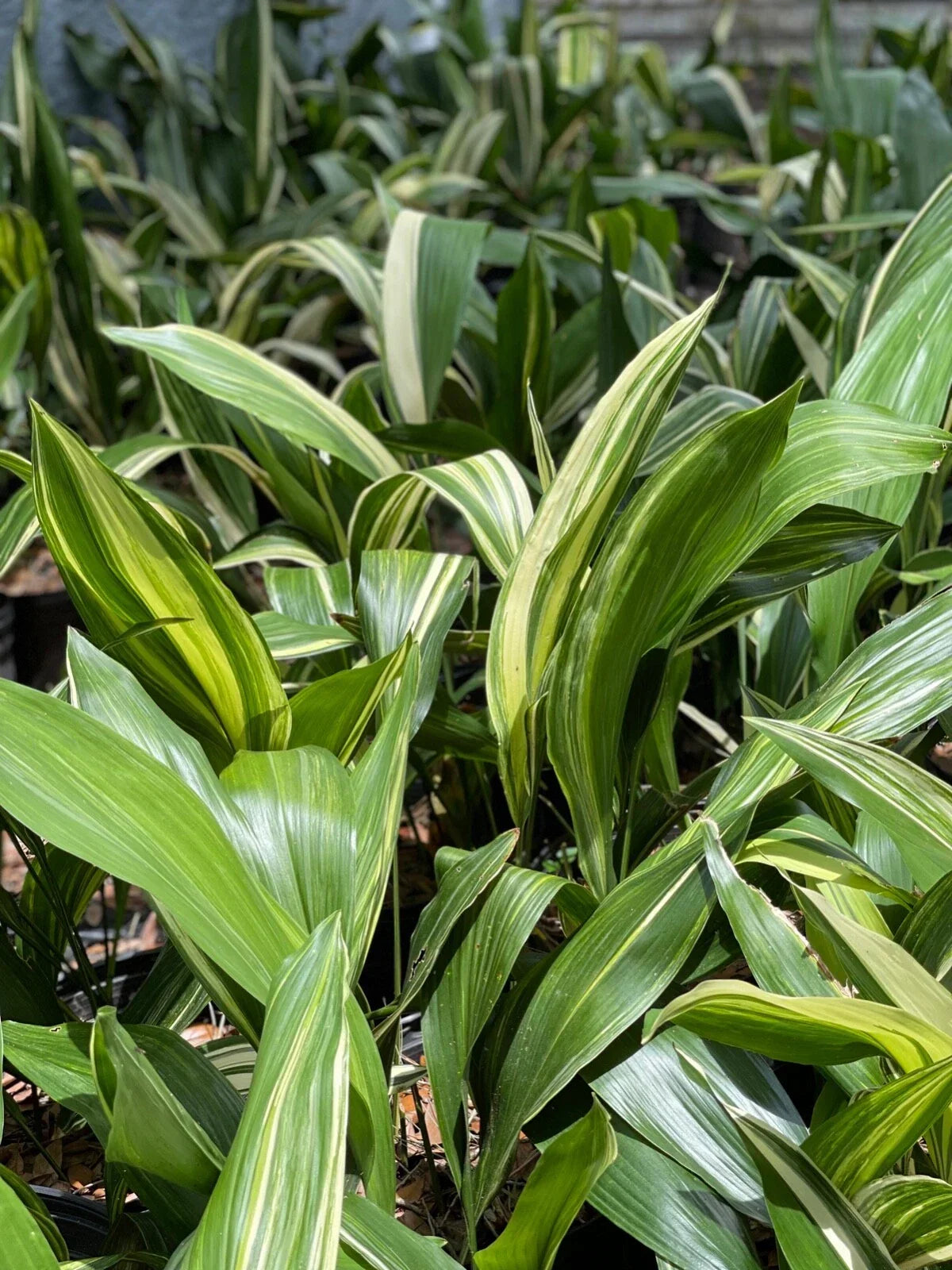 Variegated Aspidistra Plants 5 Pack | Aspidistra elatior | Hardy Cast Iron Indoor Outdoor Plants