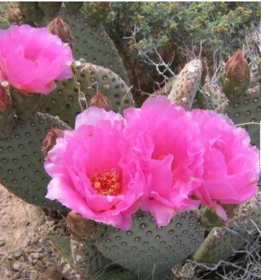 Beaver Tail Cactus 1 Pad with Pink Flowers | Opuntia basilaris Succulent Plant for Indoor & Outdoor Gardens