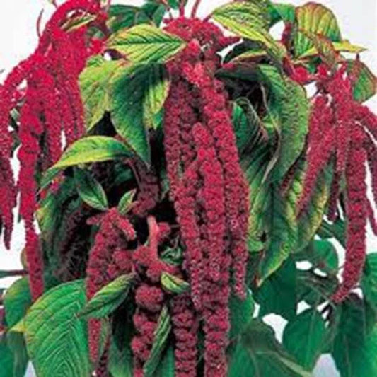 Love Lies Bleeding Seeds 500 Amaranthus caudatus Maroon Blooms, Drought-Tolerant, Pollinator Attracting, Easy to Grow