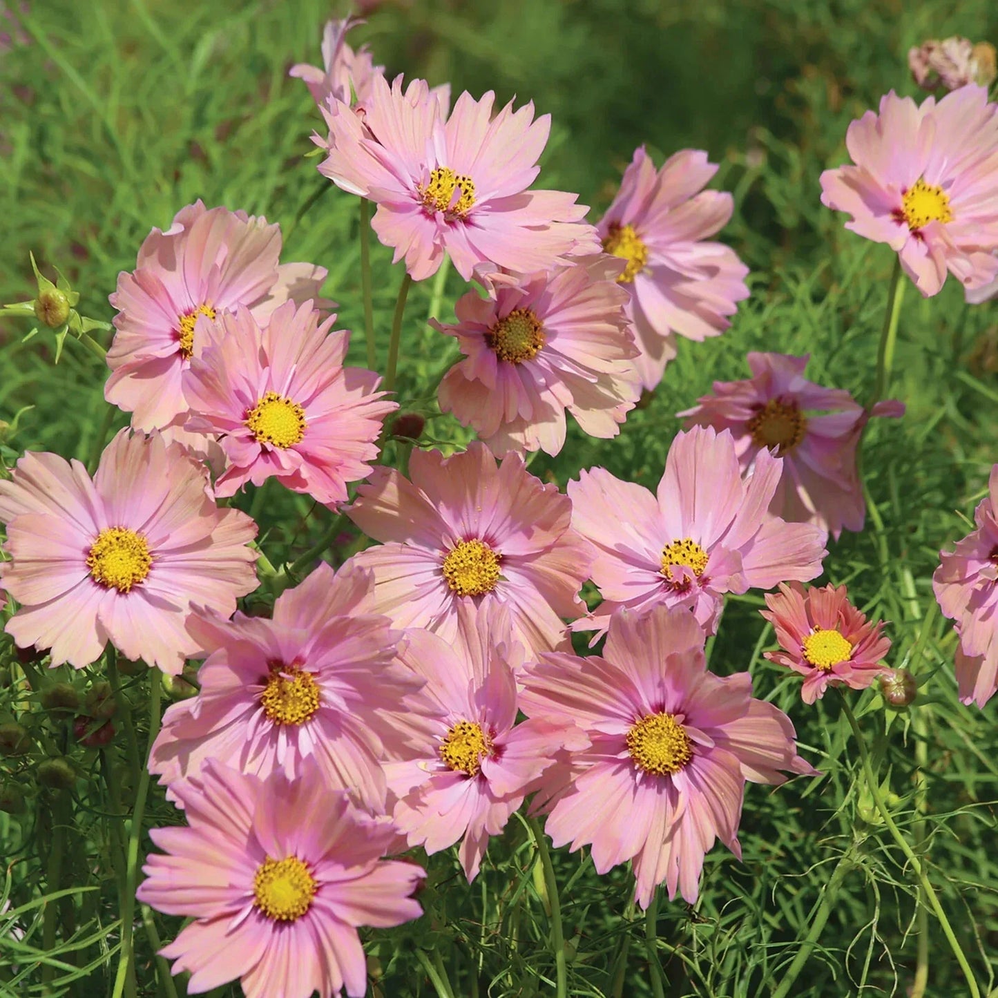 Apricotta Cosmos Seeds - 200+ Pack for Garden, Bright Orange Flowers, Cosmos bipinnatus, Annual, Easy to Grow, Pollinator Attracting