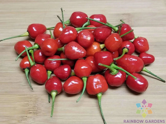 Guyana Wiri Wiri Hot Pepper Seeds – Capsicum Chinense – 25+ Non-GMO Seeds for Garden Planting, Full Sun, Compact Bushy Plant