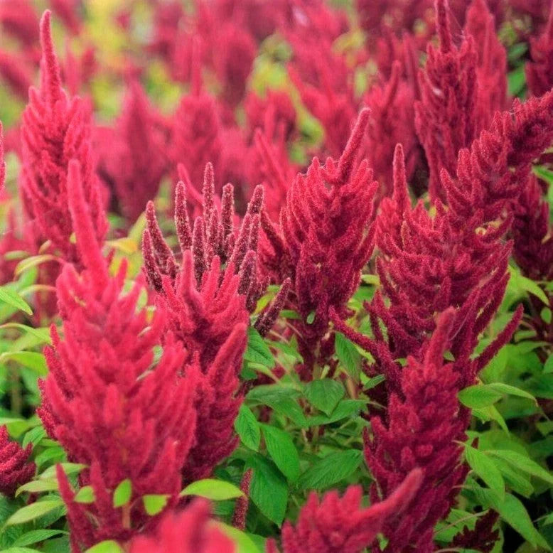 Red Garnet Amaranth Seeds - 2000+ Count, Edible Greens, Ornamental, Amaranthus cruentus, Tropical Annual Plant