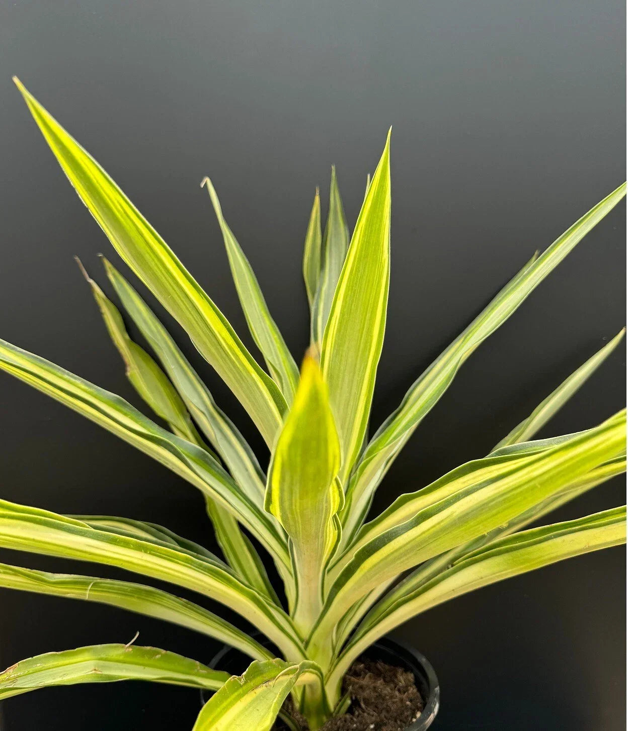 Yucca Plant 1 Gallon Variegated Hybrid 'Solaris' Succulent Rooted Rare Houseplant, Yucca cv. 'Solaris'