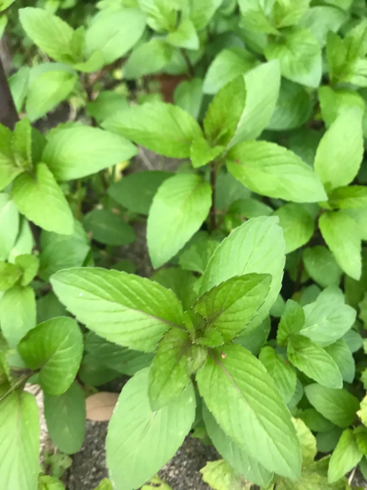 Chocolate Mint Culinary Herb Plants - 5 Perennial Mentha × piperita 'Chocolate' for Cooking & Tea