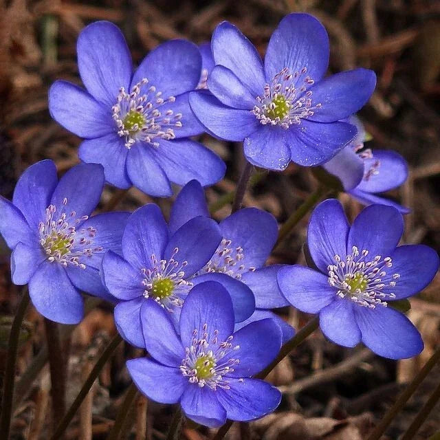 Hepatica Bare-Root Plant | Anemone hepatica | Perennial Wildflower for Shade Gardens | Early Spring Bloomer
