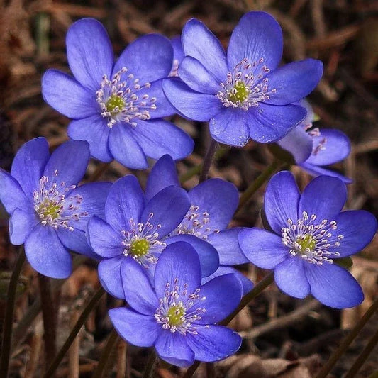 Hepatica Bare-Root Plant | Anemone hepatica | Perennial Wildflower for Shade Gardens | Early Spring Bloomer